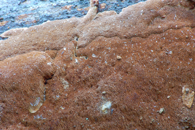 Un giretto tra le quercie